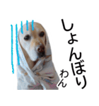 わんダフル マーチ2（個別スタンプ：21）