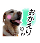 わんダフル マーチ2（個別スタンプ：32）