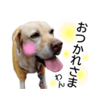 わんダフル マーチ2（個別スタンプ：34）