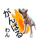 わんダフル マーチ2（個別スタンプ：36）
