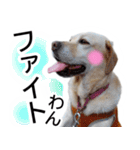 わんダフル マーチ2（個別スタンプ：37）
