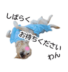 わんダフル マーチ2（個別スタンプ：38）