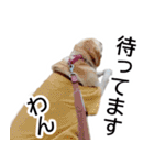 わんダフル マーチ2（個別スタンプ：39）