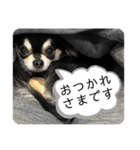 チクワのきもち14（個別スタンプ：1）