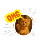 “Kawaii Cats”（個別スタンプ：3）