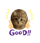 “Kawaii Cats”（個別スタンプ：5）