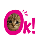 “Kawaii Cats”（個別スタンプ：8）
