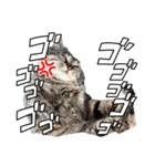 キジトラ猫のLINEスタンプ（個別スタンプ：1）