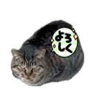 キジトラ猫のLINEスタンプ（個別スタンプ：2）