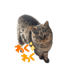 キジトラ猫のLINEスタンプ（個別スタンプ：3）