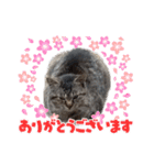 キジトラ猫のLINEスタンプ（個別スタンプ：4）