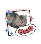 キジトラ猫のLINEスタンプ（個別スタンプ：5）