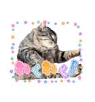 キジトラ猫のLINEスタンプ（個別スタンプ：6）