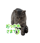 キジトラ猫のLINEスタンプ（個別スタンプ：7）
