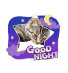 キジトラ猫のLINEスタンプ（個別スタンプ：8）