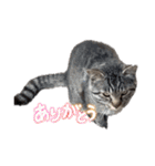 キジトラ猫のLINEスタンプ（個別スタンプ：9）
