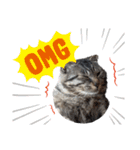 キジトラ猫のLINEスタンプ（個別スタンプ：10）