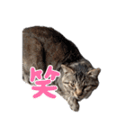 キジトラ猫のLINEスタンプ（個別スタンプ：11）