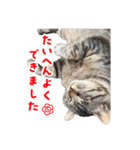 キジトラ猫のLINEスタンプ（個別スタンプ：12）