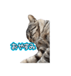 キジトラ猫のLINEスタンプ（個別スタンプ：13）