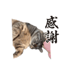 キジトラ猫のLINEスタンプ（個別スタンプ：14）
