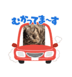 キジトラ猫のLINEスタンプ（個別スタンプ：15）