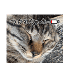 キジトラ猫のLINEスタンプ（個別スタンプ：16）