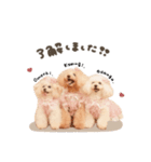 こむぎ.おもち.おだんごちゃんst（個別スタンプ：1）