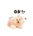 こむぎ.おもち.おだんごちゃんst（個別スタンプ：3）