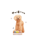 こむぎ.おもち.おだんごちゃんst（個別スタンプ：6）