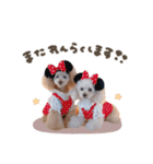 こむぎ.おもち.おだんごちゃんst（個別スタンプ：13）