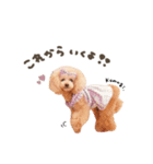 こむぎ.おもち.おだんごちゃんst（個別スタンプ：14）