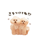 こむぎ.おもち.おだんごちゃんst（個別スタンプ：17）