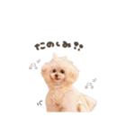 こむぎ.おもち.おだんごちゃんst（個別スタンプ：19）