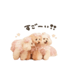 こむぎ.おもち.おだんごちゃんst（個別スタンプ：22）