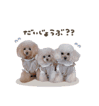 こむぎ.おもち.おだんごちゃんst（個別スタンプ：23）