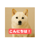 ほっこり白柴の日常（個別スタンプ：1）