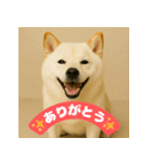 ほっこり白柴の日常（個別スタンプ：2）