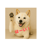 ほっこり白柴の日常（個別スタンプ：3）