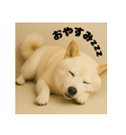 ほっこり白柴の日常（個別スタンプ：4）