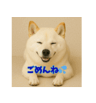 ほっこり白柴の日常（個別スタンプ：8）