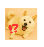 ほっこり白柴の日常（個別スタンプ：11）