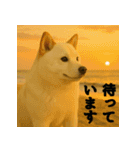 ほっこり白柴の日常（個別スタンプ：13）