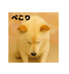 ほっこり白柴の日常（個別スタンプ：15）