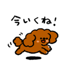 ゆるゆるトイプードルちゃんスタンプ（個別スタンプ：37）