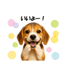 かわいいビーグルの犬スタンプ2（個別スタンプ：7）
