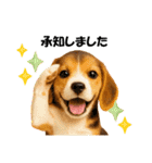 かわいいビーグルの犬スタンプ2（個別スタンプ：9）