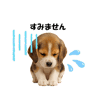 かわいいビーグルの犬スタンプ2（個別スタンプ：10）