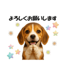 かわいいビーグルの犬スタンプ2（個別スタンプ：11）