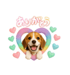 かわいいビーグルの犬スタンプ2（個別スタンプ：15）